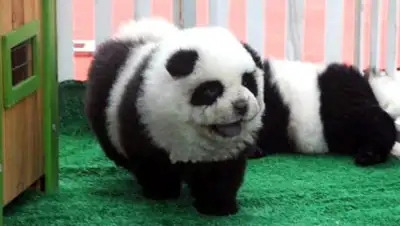 Zakon.kz, фото - Новости Zakon.kz от 06.07.2017 00:12