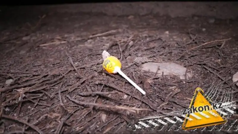 В Алматы водитель сбил насмерть 7-летнюю девочку и скрылся