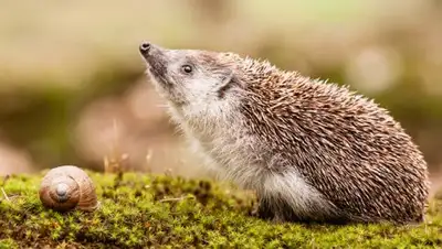 Zakon.kz, фото - Новости Zakon.kz от 21.04.2017 21:10