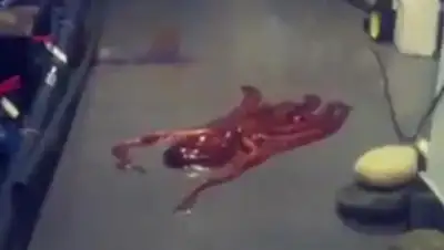 Zakon.kz, фото - Новости Zakon.kz от 30.05.2017 23:50