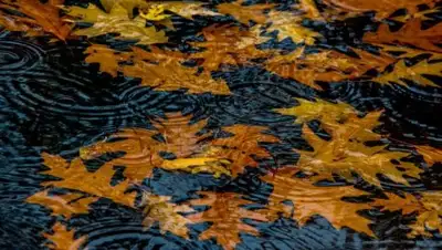 wallbox.ru, фото - Новости Zakon.kz от 04.10.2018 09:31