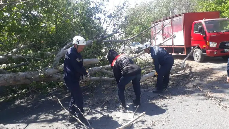 О последствиях сильного ветра в Шымкенте рассказали в ДЧС, фото - Новости Zakon.kz от 05.05.2023 10:30
