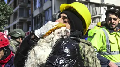 Более 300 животных спасли волонтеры в Турции, фото - Новости Zakon.kz от 15.02.2023 05:23
