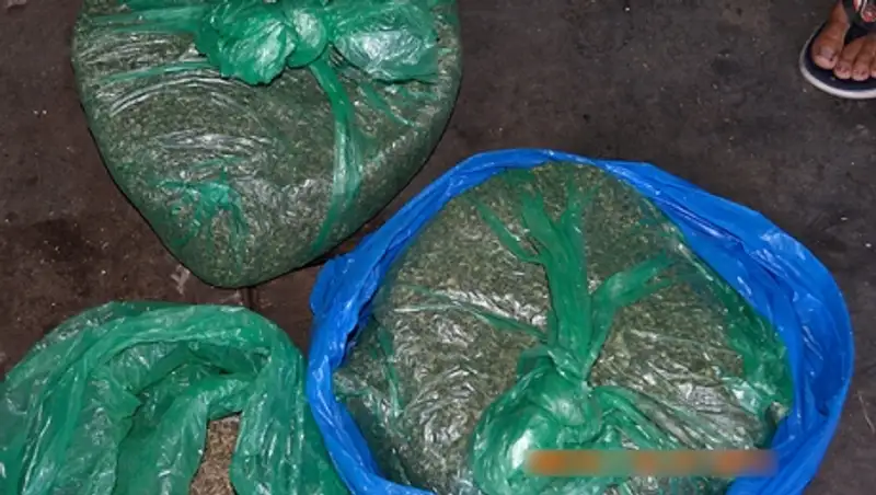 Почти 50 кг марихуаны изъяли в Павлодарской области у гостя из ЮКО