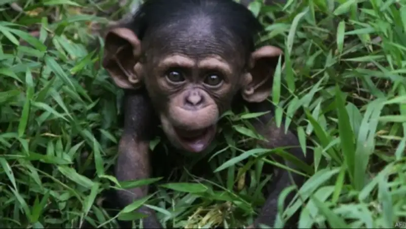 Ученые: шимпанзе высасывают алкоголь из пальмовых листьев