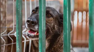 Шымкентские зоозащитники засняли мертвых животных в пункте временного содержания, фото - Новости Zakon.kz от 07.06.2023 04:01