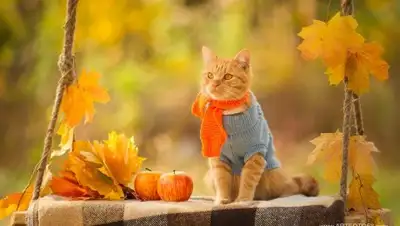 Zakon.kz, фото - Новости Zakon.kz от 20.09.2017 06:00