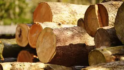 в Казахстане планируют продлить запрет на вывоз лесоматриалов, фото - Новости Zakon.kz от 12.10.2022 10:44