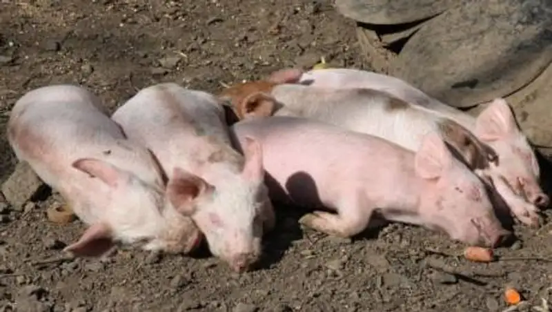 Россия находится под угрозой вспышки африканской чумы свиней