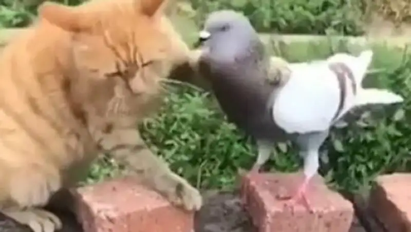Ласковая драка кота и голубя попала на видео