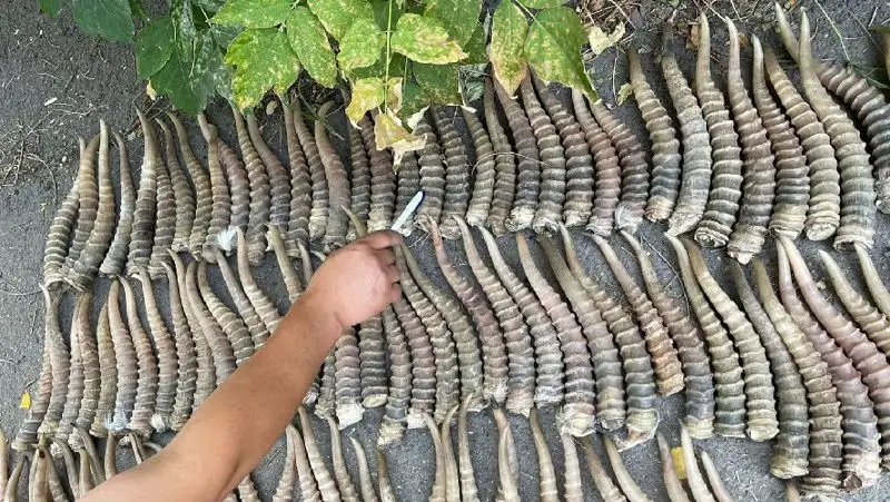 Рога сайги за 55 млн тенге пытались незаконно сбыть в Китай два казахстанца