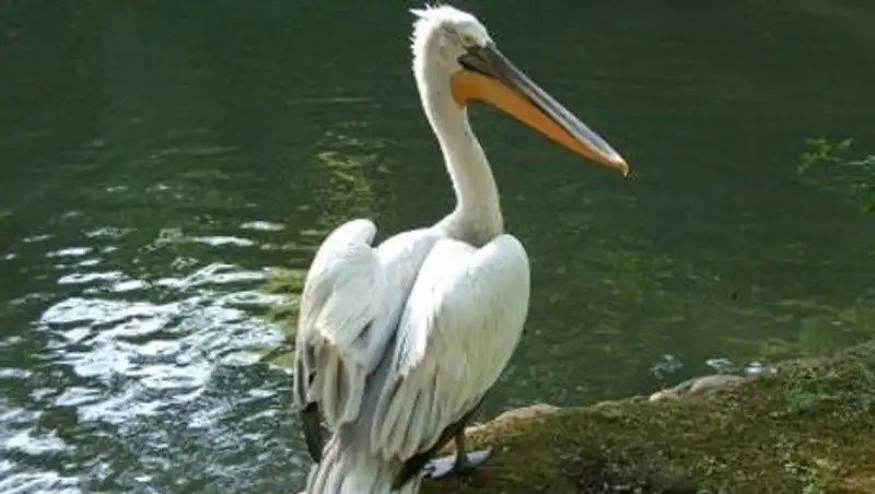 Павлодарские полицейские пытаются выяснить судьбу пеликана, попавшего в руки двух мужчин