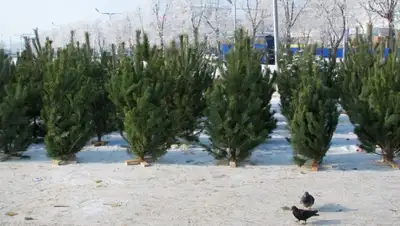 Zakon.kz, фото - Новости Zakon.kz от 22.12.2015 15:56