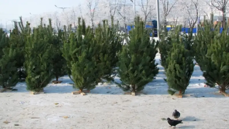 В ВКО продавцов «беспаспортных» елок будут привлекать к ответственности