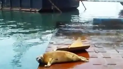 Zakon.kz, фото - Новости Zakon.kz от 21.05.2015 22:05