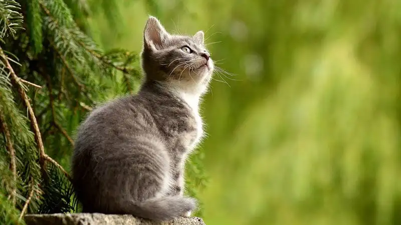 В Алматы обсуждают видео, на котором девочка жестоко избивает кошку