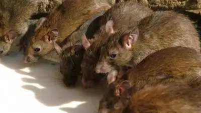 Zakon.kz, фото - Новости Zakon.kz от 18.07.2015 14:19