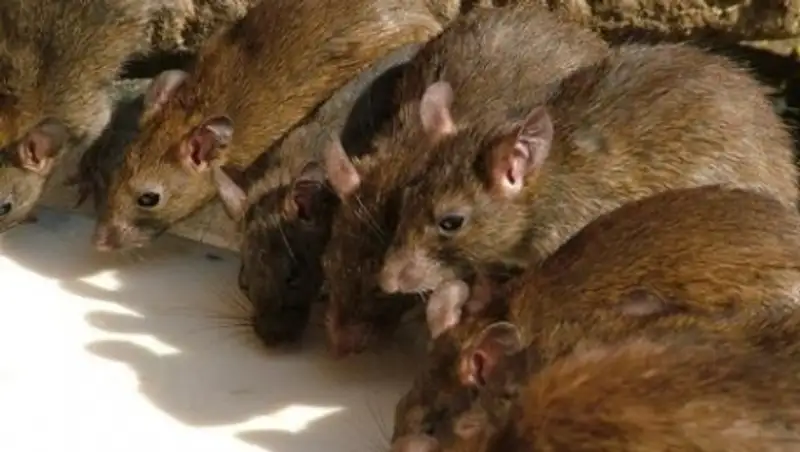 От укусов крыс в Алматы пострадали полторы сотни человек