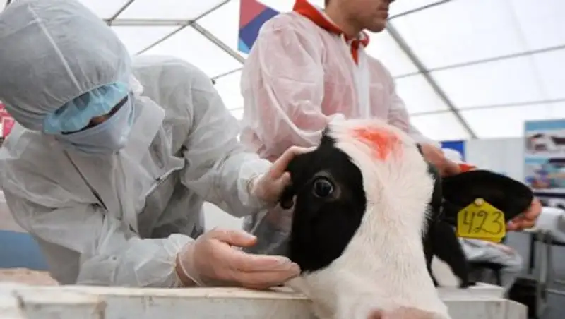 РФ ограничила ввоз из Казахстана КРС и мяса из-за нодулярного дерматита