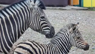 ngs24.ru, фото - Новости Zakon.kz от 22.05.2018 19:00