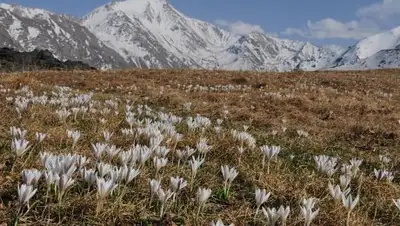 Zakon.kz, фото - Новости Zakon.kz от 09.03.2017 23:31