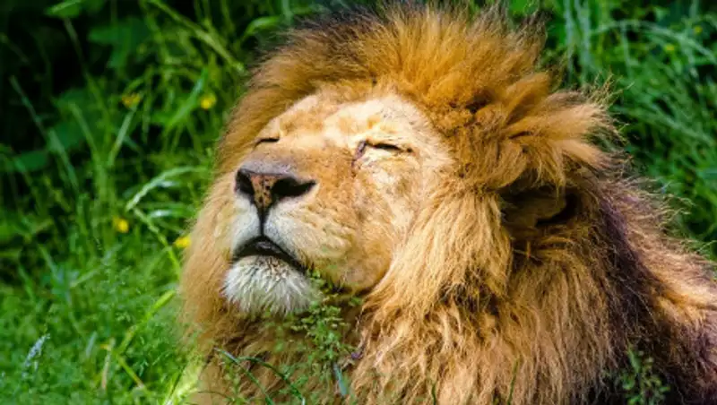 Два льва напали на работника зоопарка в Германии