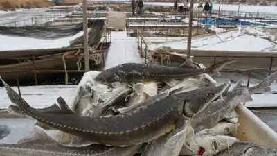 Мертвые осетры, фото - Новости Zakon.kz от 04.05.2023 19:19