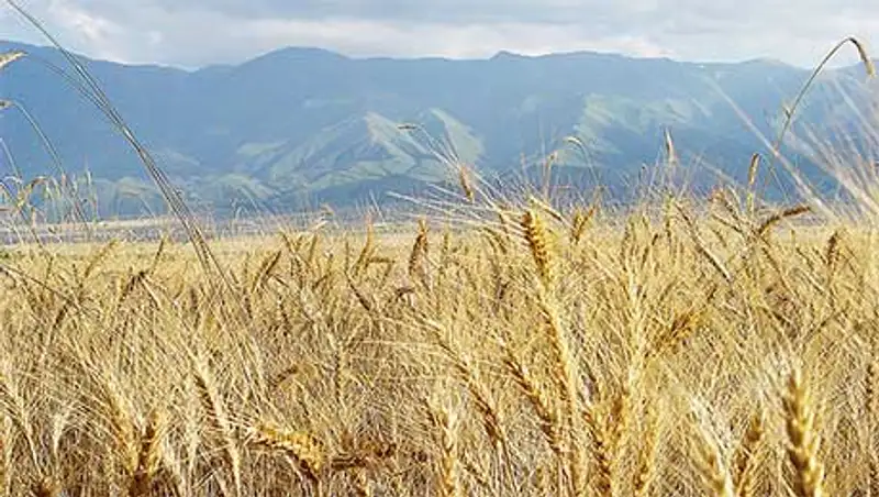 В Казахстане убрано 96,1% площадей зерновых культур, фото - Новости Zakon.kz от 18.10.2013 22:51