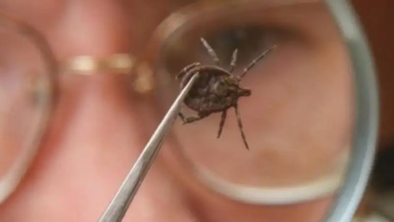 В Кызылординской области увеличилось количество очагов конго-крымской лихорадки