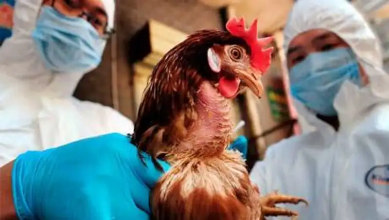 Аким Акмолинской области рассказал о мерах по недопущению птичьего гриппа