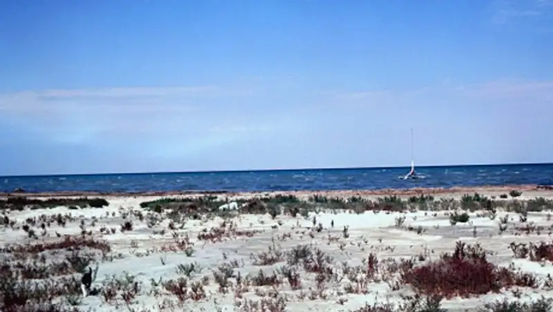 Более 1 млн га леса нужно высадить на дне Арала к 2030 году