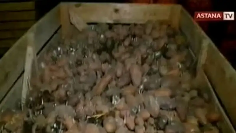 В Атырау госслужащих принуждают покупать прошлогоднюю картошку