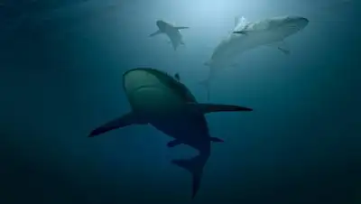 pixabay.com, фото - Новости Zakon.kz от 21.08.2021 20:46