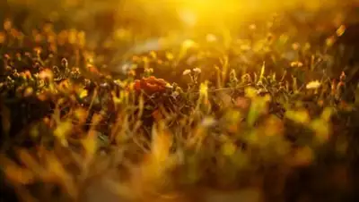 oboi.ws, фото - Новости Zakon.kz от 14.09.2018 09:26