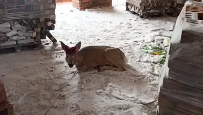 Комитет лесного хозяйства и животного мира, фото - Новости Zakon.kz от 20.02.2020 14:40