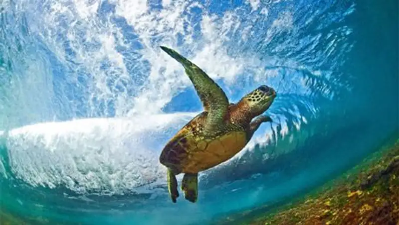 Внутри волны