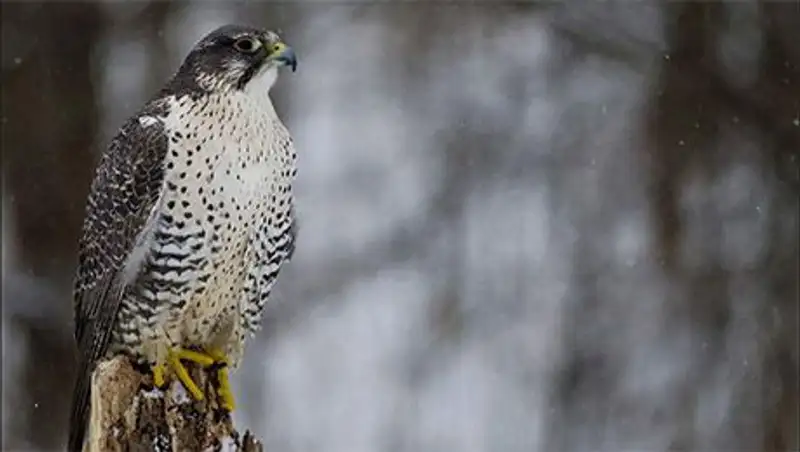 В аэропорту "Домодедово" арестован торговец редкими птицами