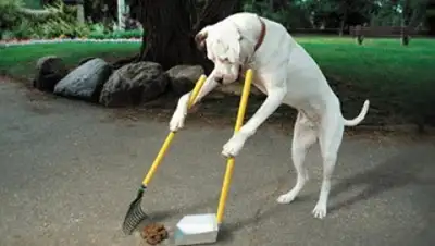 WalkService, фото - Новости Zakon.kz от 28.02.2018 17:18