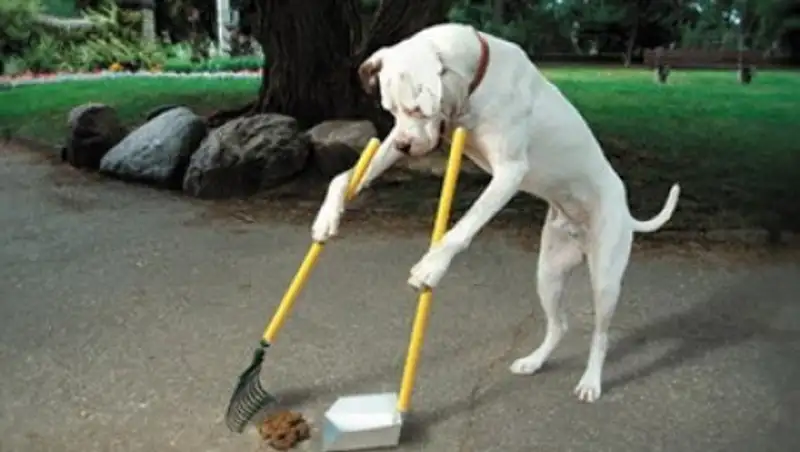 58 астанчан наказали с начала года за нарушение правил выгула домашних питомцев