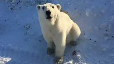 muah_irinaelis / Instagram, фото - Новости Zakon.kz от 11.02.2019 16:48