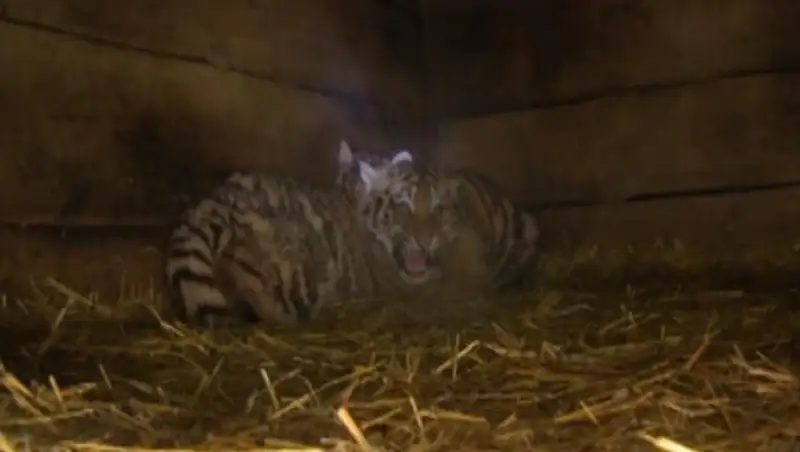В зоопарке Караганды впервые родились амурские тигрята-двойняшки