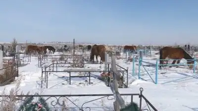 alau.kz, фото - Новости Zakon.kz от 08.04.2018 15:10