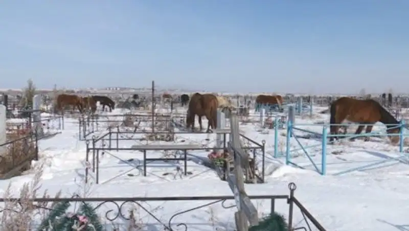 Хозяин гуляющих по костанайскому кладбищу лошадей заплатит штраф