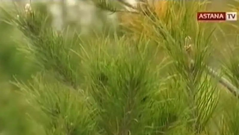 В Шымкенте неизвестные открыли охоту на дорогостоящие деревья