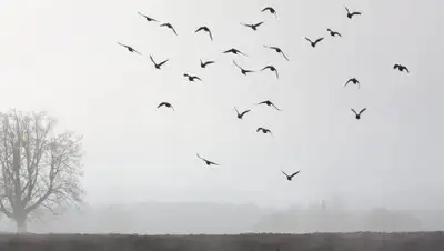 Pixabay, фото - Новости Zakon.kz от 16.11.2019 09:27