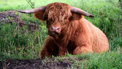 КР, фото - Новости Zakon.kz от 03.06.2020 06:37