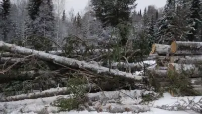 Olga Konoreva/Courtesey Photo, фото - Новости Zakon.kz от 12.02.2020 18:29