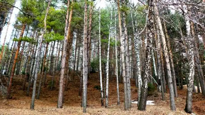 Потерялись в лесу - пожилых супругов сутки разыскивали в Акмолинской области