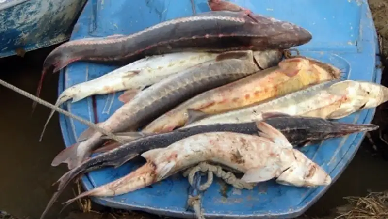 В Атырауской области пограничники задержали рыбинспектора-браконьера