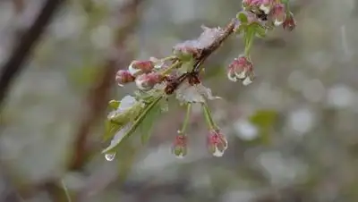 pixabay.com, фото - Новости Zakon.kz от 19.04.2021 15:50